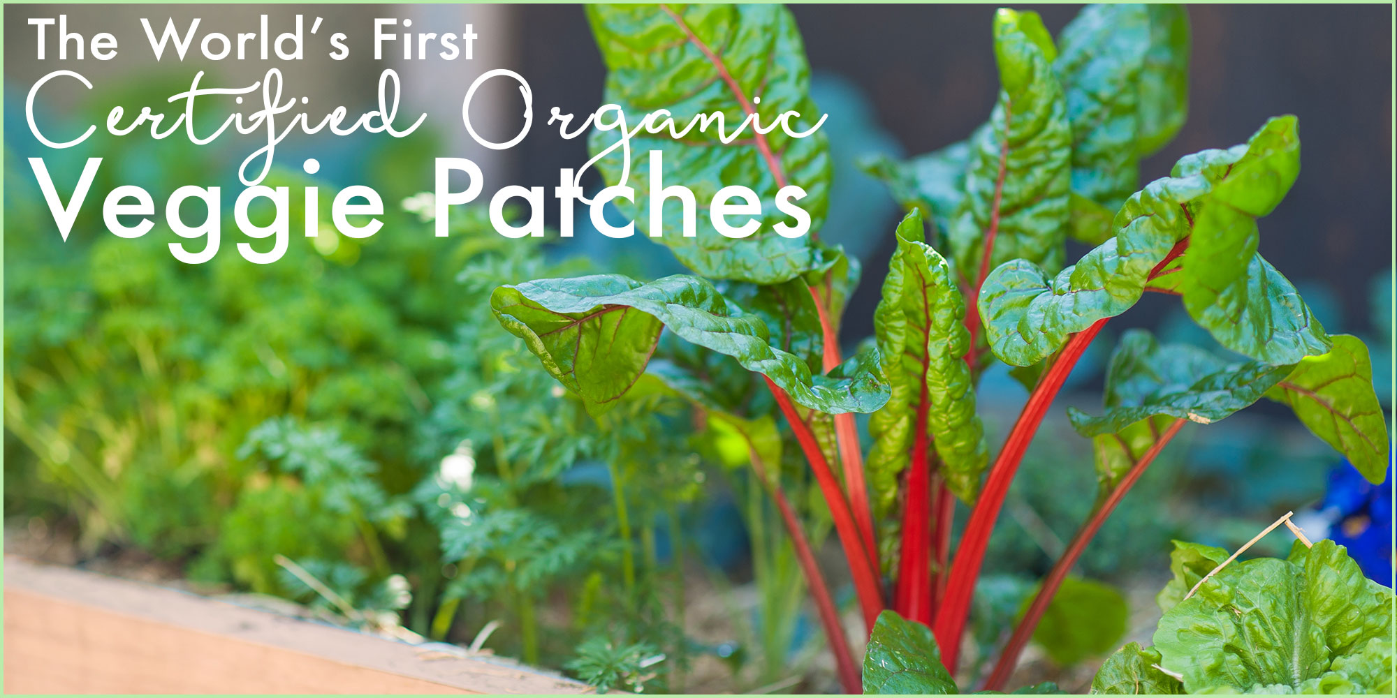 Home The Healthy Patch