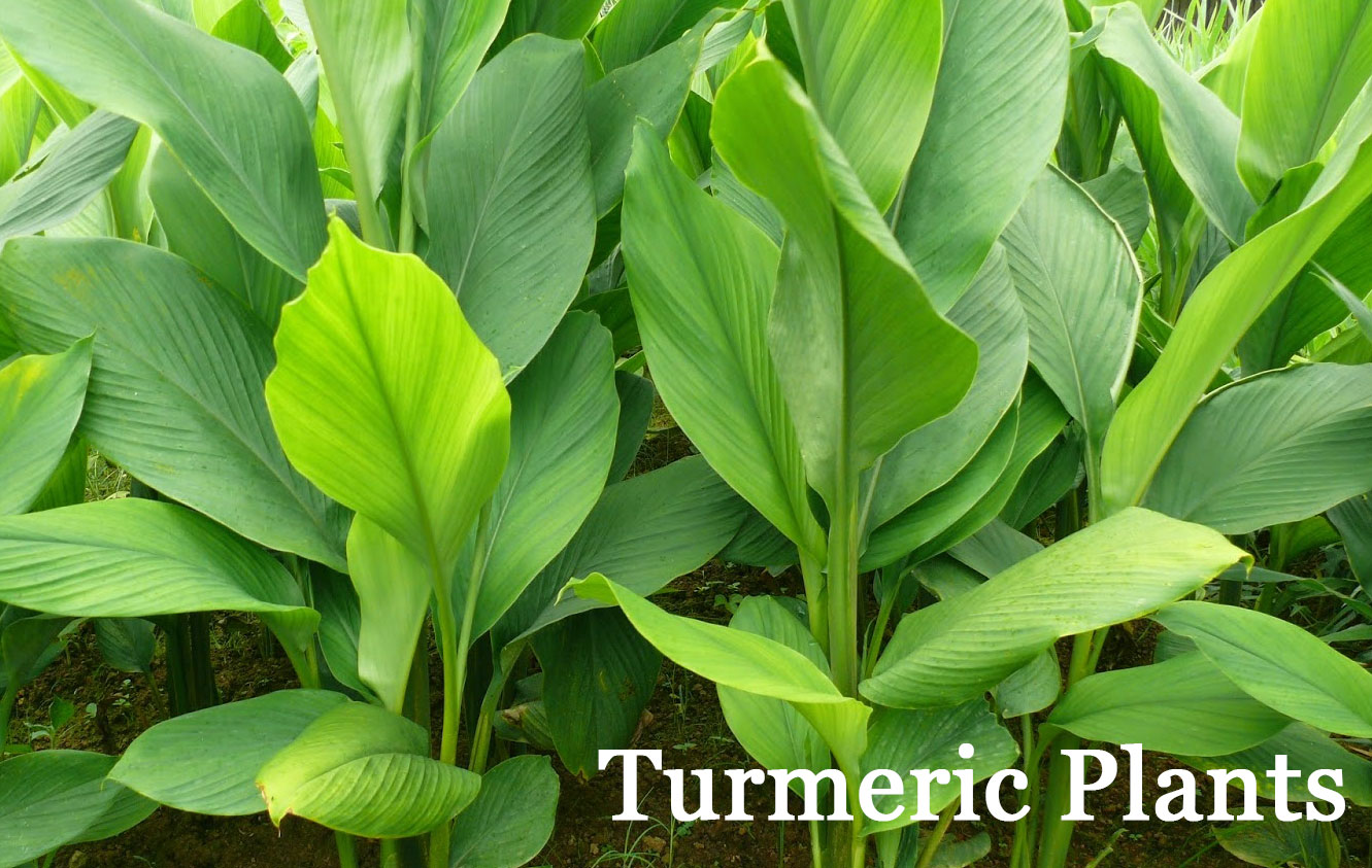 Image result for turmeric plant