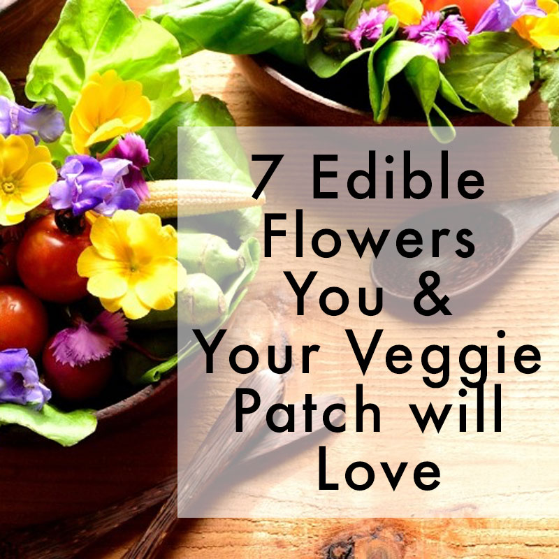 7 Edible Flowers You Your Veggie Patch Will Love The Healthy Patch