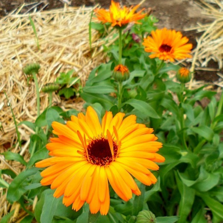 7 Edible Flowers You & Your Veggie Patch Will Love The Healthy Patch