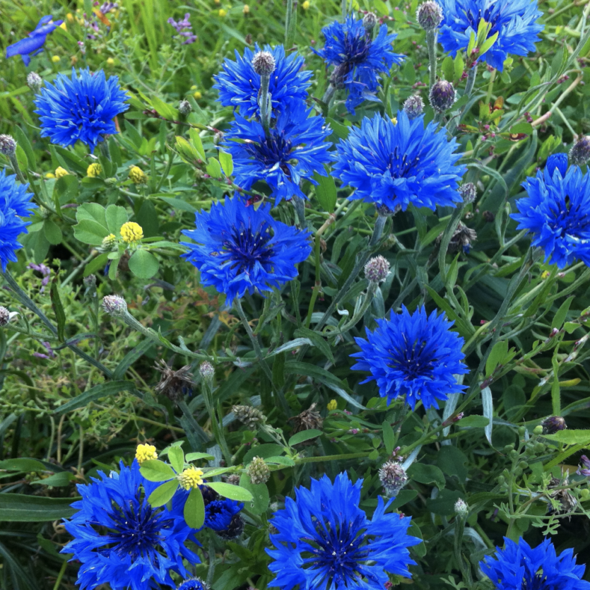 7 Edible Flowers You & Your Veggie Patch Will Love The Healthy Patch