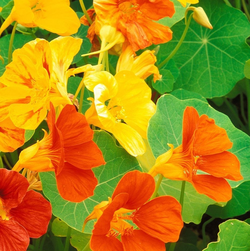 7 Edible Flowers You & Your Veggie Patch Will Love | The ...