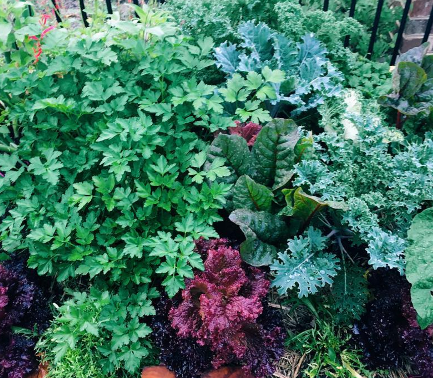 A-non-negotiable-for-a-thriving-gut-and-edible-garden