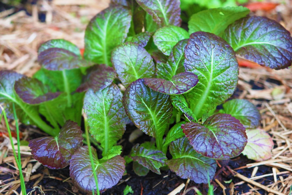 IncrEdible Spotlight Mustard Greens The Healthy Patch