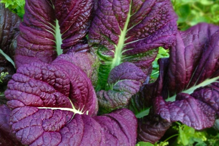 IncrEdible Spotlight Mustard Greens The Healthy Patch