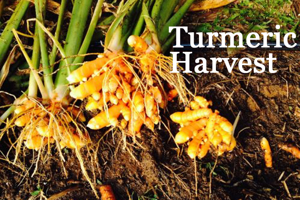 the-ultimate-guide-to-growing-turmeric-and-giner-plus-why-you-should