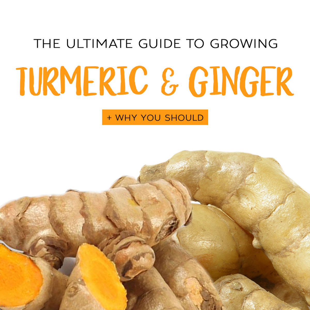 The Ultimate Guide To Growing Ginger And Turmeric Why You Should 5262