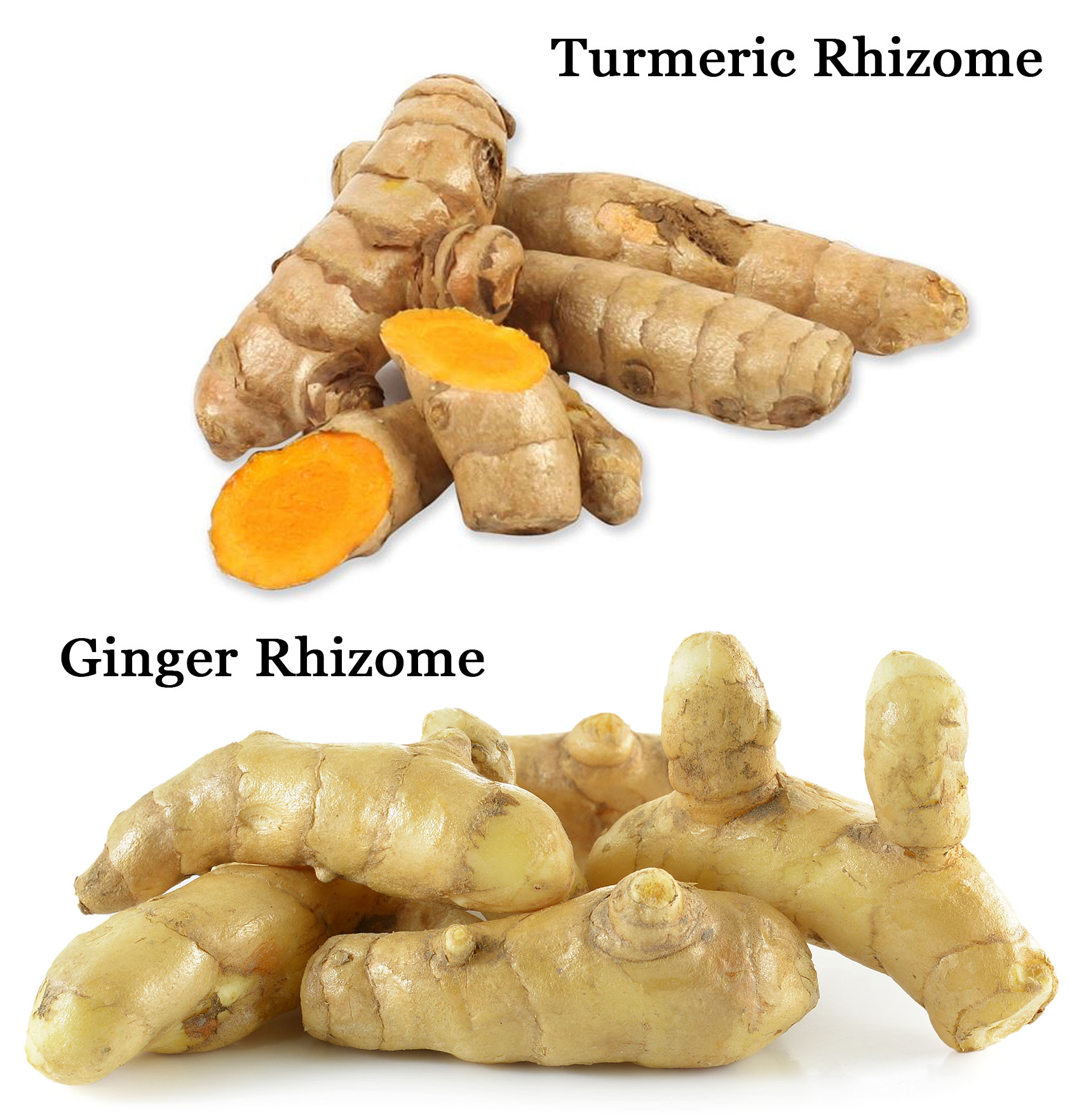 the-ultimate-guide-to-growing-ginger-turmeric-why-you-should