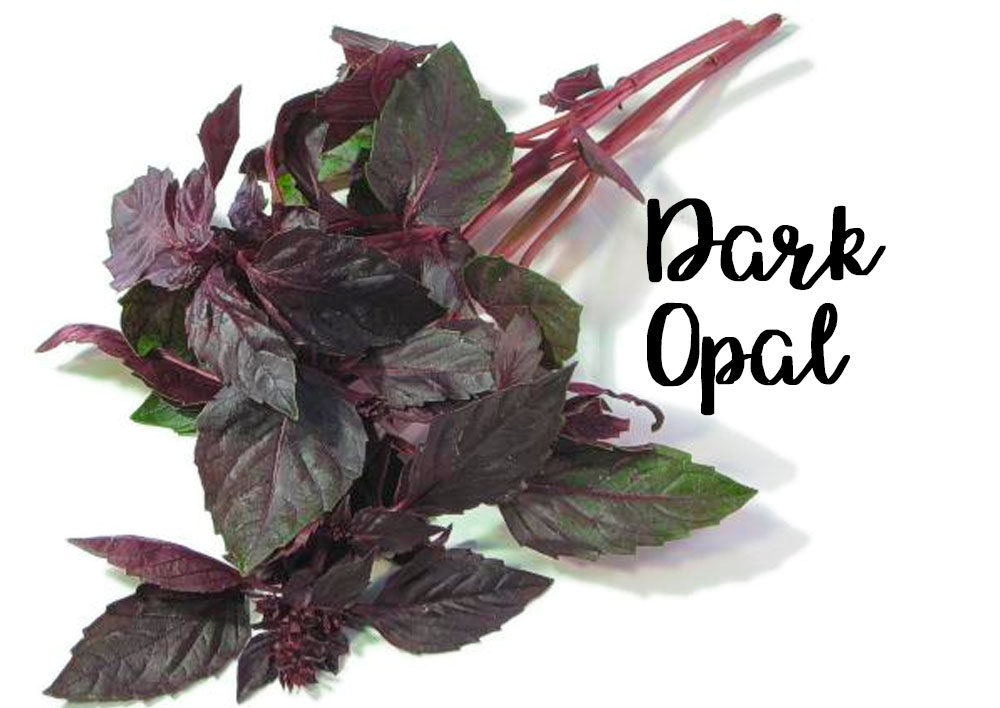 7-types-of-incredible-basil-you-can-grow-this-summer-plus-their-different-benefits-dark-opal