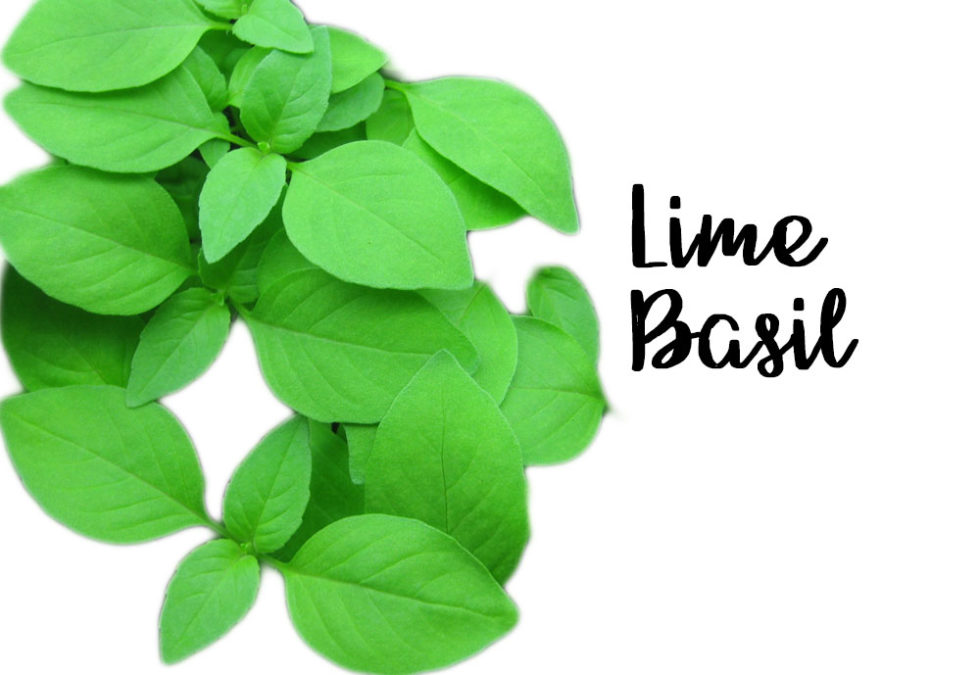 7 Types of Incredible Basil You Can Grow + Their Different Benefits The Healthy Patch