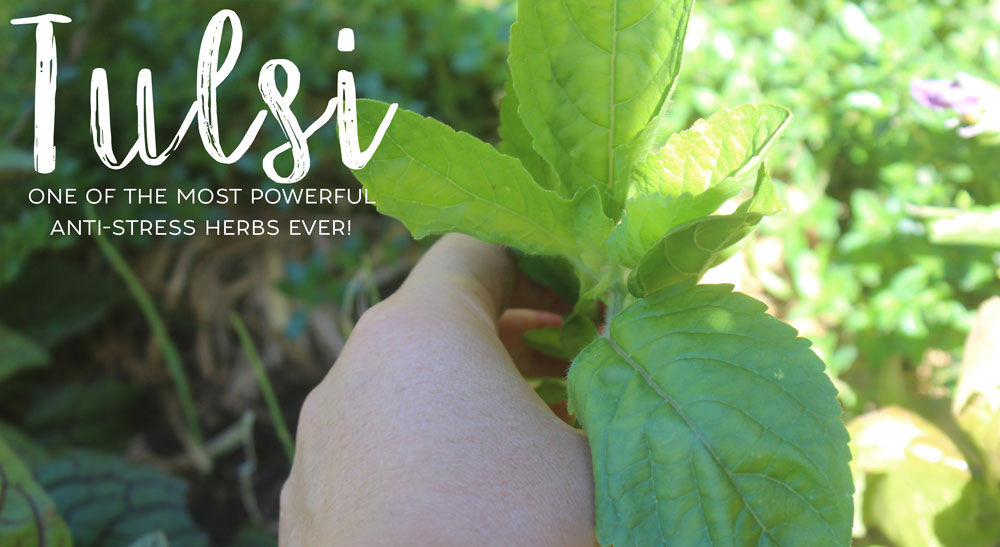 Tulsi One of the most powerful antistress herbs ever! The Healthy