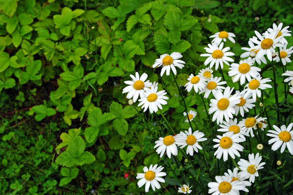 7 Top Herbs for Stress - Chamomile 