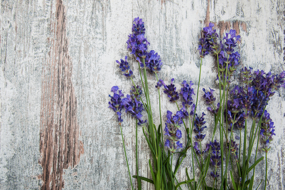 7 Top Herbs for Stress - Lavender 