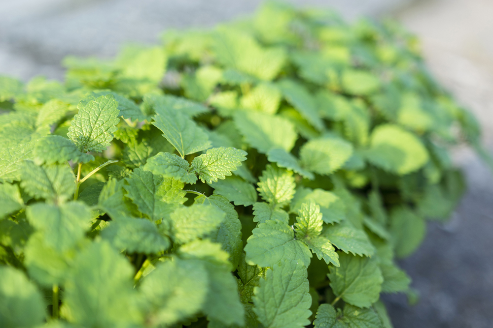 7 Top Herbs for Stress - Lemon Balm 