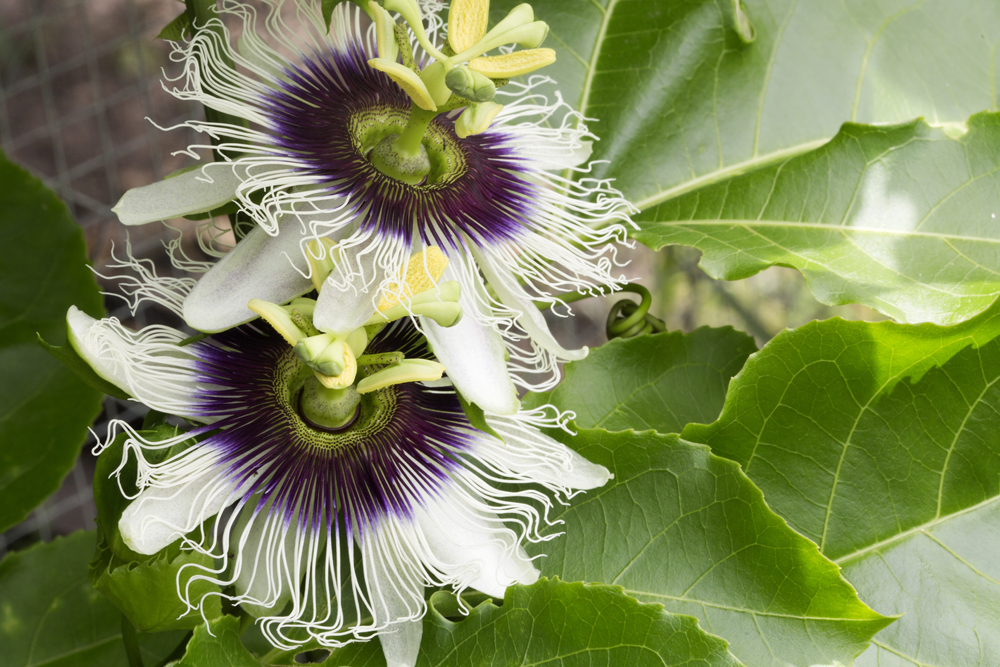 7 Top Herbs for Stress - Passion Flower