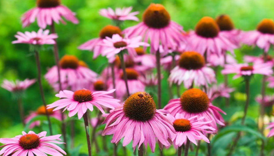 Why you & your garden will LOVE Echinacea - The Medicinal Superherb ...