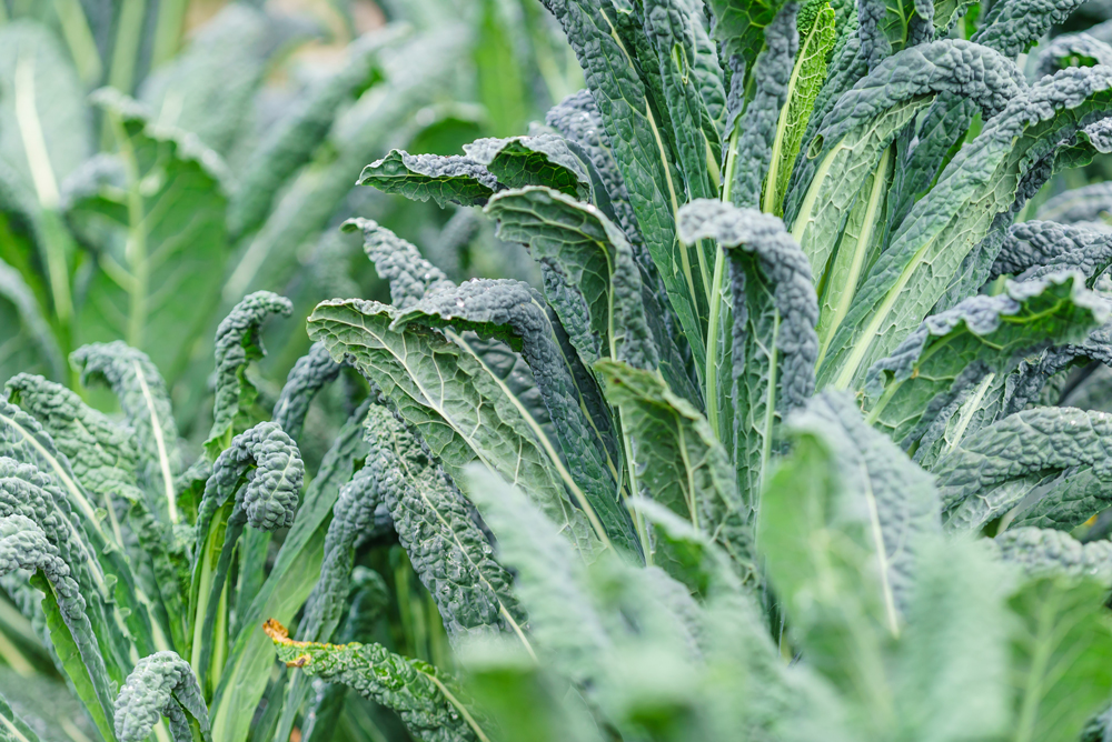 How kale affects your thyroid